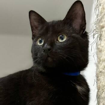 Rescue Domestic Short Hair Cats for Adoption in Victor, New York - Zander | PetCurious