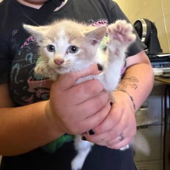 Trix -  Domestic Short Hair Cat for Adoption in Birmingham, Alabama - Trix | PetCurious