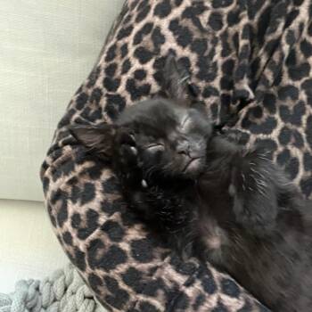 Binx in foster care -  Domestic Short Hair Cat for Adoption in Ellicott City, Maryland - Binx In Foster Care | PetCurious