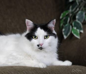 Domestic Short Hair Cats Available for Adoption in Anchorage, Alaska - Dan | PetCurious