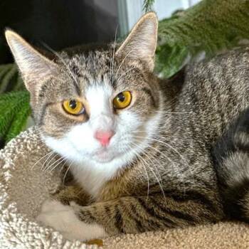 TANGY - SWEET BENGAL MIX BOY -  Bengal Cat for Adoption in Oakwood, Georgia - TANGY - SWEET BENGAL MIX BOY | PetCurious