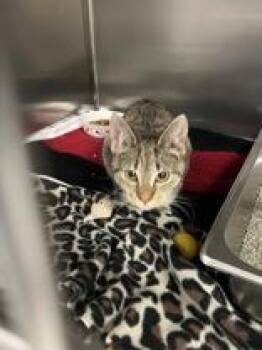 Domestic Short Hair Cats Available for Adoption - Arwen | PetCurious