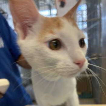Ribbon -  Domestic Short Hair Cat for Adoption in Goleta, California - Ribbon | PetCurious