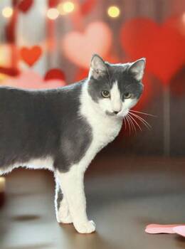 Rescue Domestic Short Hair Cats for Adoption in Greensburg, Pennsylvania - Wilbur | PetCurious
