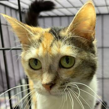 Domestic Short Hair Cats Available for Adoption in Washington, District Of Columbia - Dorothy | PetCurious