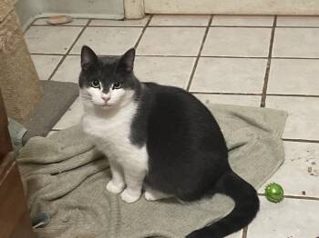 Riley -  Domestic Short Hair Cat for Adoption in Troy, New York - Riley | PetCurious