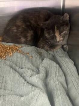 Jeff -  Domestic Medium Hair Cat for Adoption in El Paso, Texas - Jeff | PetCurious