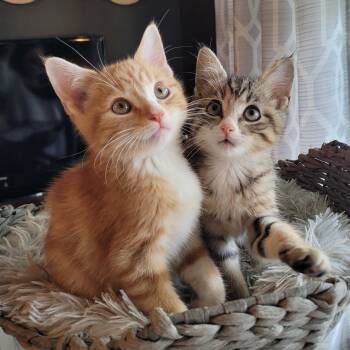 Chester & Cheddar -  Domestic Short Hair Cat for Adoption in Indianapolis, Indiana - Chester & Cheddar | PetCurious