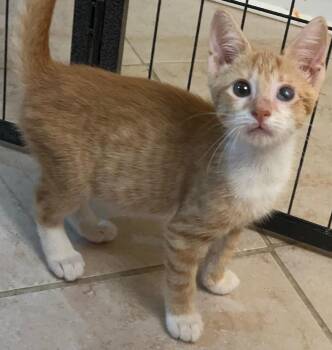 Sugar Kiss Melon -  Tabby and Domestic Short Hair Cat for Adoption in Columbia, South Carolina - Sugar Kiss Melon | PetCurious