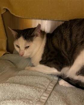 Domestic Short Hair Cats Available for Adoption - LANCELOT | PetCurious