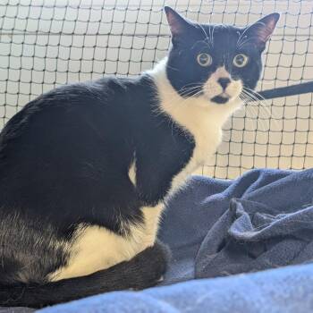 Domestic Short Hair Cats Available for Adoption in Long Beach, California - Baa Baa (Black Sheep) | PetCurious