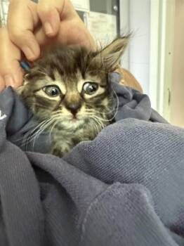 COOKIE -  Domestic Medium Hair Cat for Adoption in Fort Walton Beach, Florida - COOKIE | PetCurious