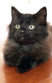 Domestic Long Hair Cats Available for Adoption - Winston | PetCurious