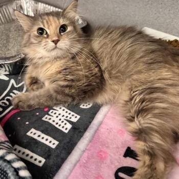 Maple -  Domestic Medium Hair Cat for Adoption in Waterloo, Iowa - Maple | PetCurious