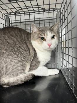 Domestic Short Hair Cats Available for Adoption - SCRATCHET | PetCurious