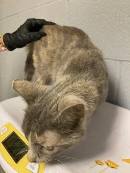 Constantine -  Domestic Short Hair Cat for Adoption in Cincinnati, Ohio - Constantine | PetCurious