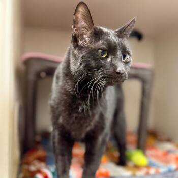 Domestic Short Hair Cats Available for Adoption - Velma | PetCurious