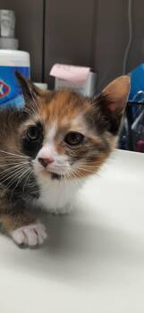 Pebbles -  Domestic Short Hair Cat for Adoption in Georgetown, Ohio - Pebbles | PetCurious