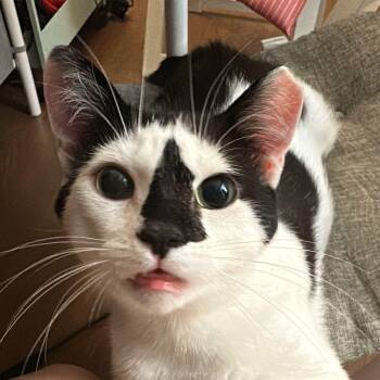 Ollie -  Domestic Short Hair Cat for Adoption in Pickering, Ontario - Ollie | PetCurious