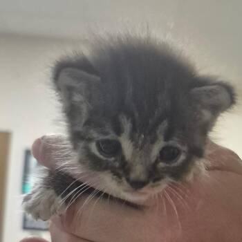 Domestic Short Hair Cats Available for Adoption in Lake Panasoffkee, Florida - Nugget | PetCurious