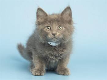 MOCHI -  Domestic Short Hair Cat for Adoption in Phoenix, Arizona - MOCHI | PetCurious