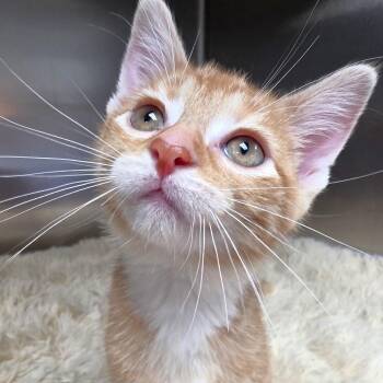 Carrot -  Domestic Short Hair Cat for Adoption in Michigan City, Indiana - Carrot | PetCurious