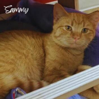 Rescue Domestic Short Hair Cats for Adoption in Janesville, Wisconsin - Sammy | PetCurious