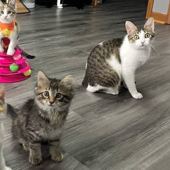 Domestic Short Hair Cats Available for Adoption in Medina, Ohio - Chessie | PetCurious