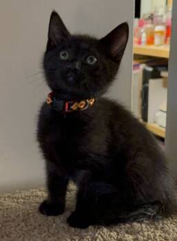 Rescue Domestic Short Hair Cats for Adoption in Parkville, Maryland - Tony Soprano | PetCurious