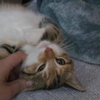 Maria -  Domestic Short Hair Cat for Adoption in Goshen, Indiana - Maria | PetCurious