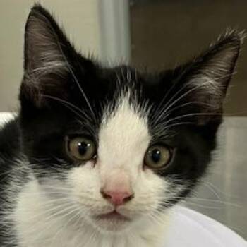Mickey -  Domestic Short Hair Cat for Adoption in Las Cruces, New Mexico - Mickey | PetCurious