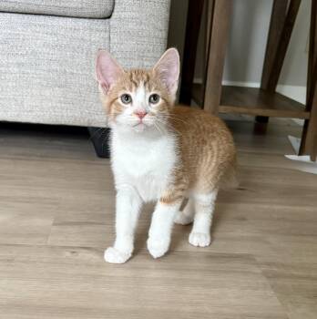 Briar -  Domestic Short Hair Cat for Adoption in Geneseo, Illinois - Briar | PetCurious