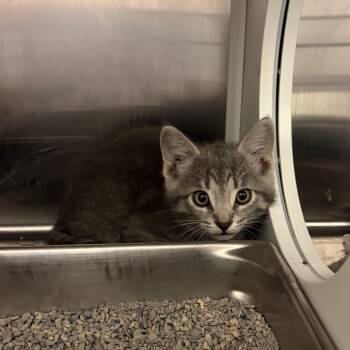 Clawd -  Domestic Short Hair Cat for Adoption in Council Bluffs, Iowa - Clawd | PetCurious