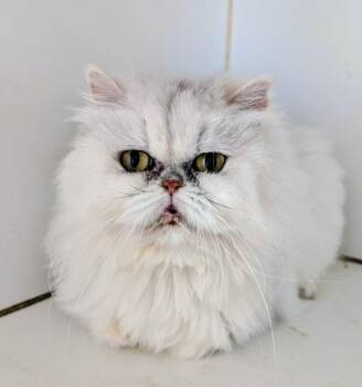 Persian Cats Available for Adoption in Kenosha, Wisconsin - ABBY | PetCurious