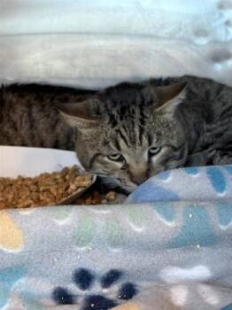 Domestic Medium Hair Cats Available for Adoption - 60548321 | PetCurious