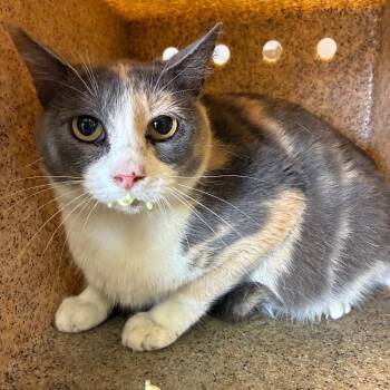 Domestic Short Hair Cats Available for Adoption in San Antonio, Texas - Gidget | PetCurious