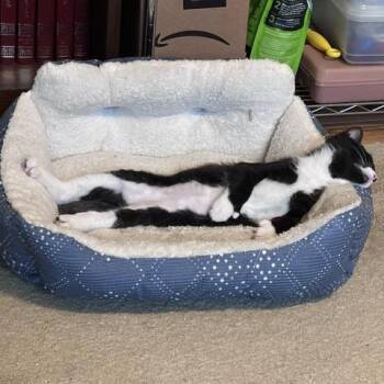 Moon Pie -  Domestic Short Hair Cat for Adoption in Salisbury, Massachusetts - Moon Pie | PetCurious