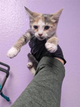 61199917 -  Domestic Short Hair Cat for Adoption in El Paso, Texas - 61199917 | PetCurious