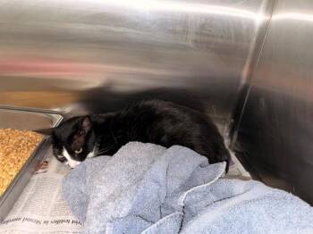 OAKLEY -  Domestic Short Hair Cat for Adoption in Rowlett, Texas - OAKLEY | PetCurious