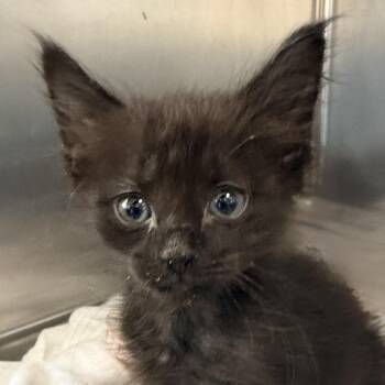 Iris -  Domestic Short Hair Cat for Adoption in Palm Springs, California - Iris | PetCurious