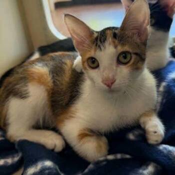 Chestnut -  Domestic Short Hair Cat for Adoption in Hattiesburg, Mississippi - Chestnut | PetCurious