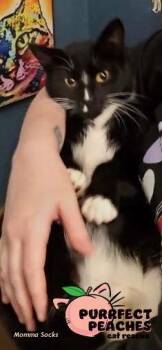 Domestic Short Hair Cats Available for Adoption - Momma Socks | PetCurious