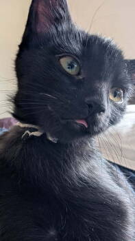 Rescue Domestic Short Hair Cats for Adoption in Lafayette, Colorado - Latke | PetCurious