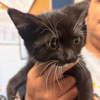 Manager -  Domestic Short Hair Cat for Adoption in Pittsburgh, Pennsylvania - Manager | PetCurious
