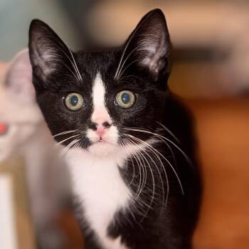 Miso -  Domestic Short Hair Cat for Adoption in Avon, New York - Miso | PetCurious