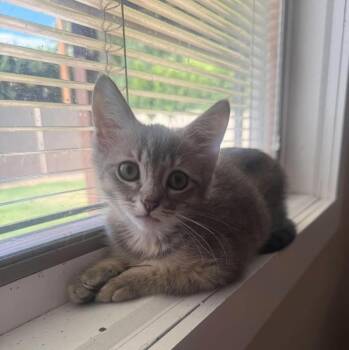 Libra Zodiac -  Tabby and Domestic Short Hair Cat for Adoption in Chandler, Arizona - Libra Zodiac | PetCurious