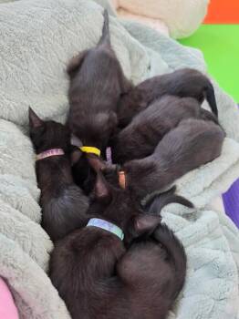 Millie - Vintage litter -  Bombay Cat for Adoption in Anthem, Arizona - Millie - Vintage Litter | PetCurious