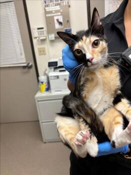 KIMIKO -  Domestic Short Hair Cat Available for Adoption in Burbank, California - KIMIKO | PetCurious