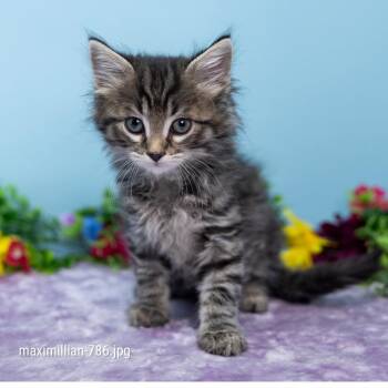 Maximillian -  Domestic Short Hair Cat for Adoption in Durham, North Carolina - Maximillian | PetCurious