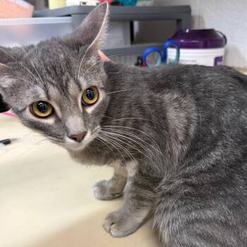 Domestic Short Hair Cats Available for Adoption in Ardmore, Oklahoma - Pebbles | PetCurious